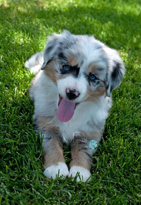 hublot ranch mini aussies|Miniature Australian Shepherds .